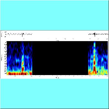Serrasalmus eigenmanni cf in pool_spectrogram.png
